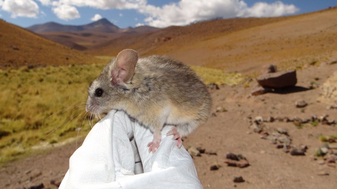  Mice on 'godforsaken' frozen volcanoes eat toxic plants to survive conditions 'not remotely compatible with long-term human survival' 