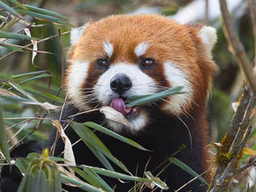 Wild Sichuan: Photographing rare mountain species (China series: Part 2)