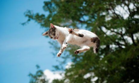 How Cats Land on Their Feet and What Science Just Found