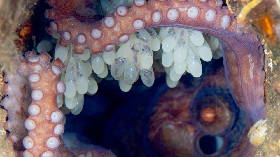 Meet The Deep-Sea Octopus That Guarded Her Eggs For 4.5 Years — Without Eating Once