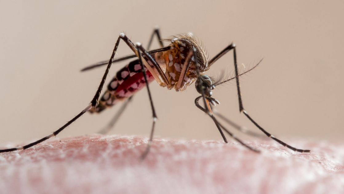  Why are dengue cases surging in Florida this year? An 'unlucky' combination of factors, experts say 