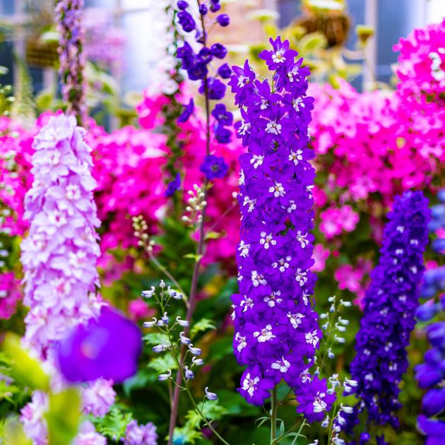  7 Perennials to Plant in May for Jaw-Dropping Color That Starts in Spring and Lasts All the Way Through Summer 