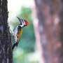 Why woodpeckers rarely get rattled: Skulls built to control rotation, not cushion blows