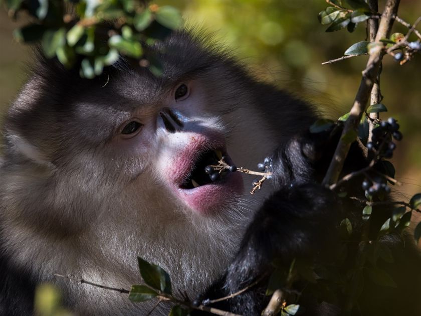 Rarer than the panda: Photographing China's snub-nosed monkeys (China series: Part 1)