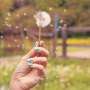 Why Melbourne makes you sneeze in spring