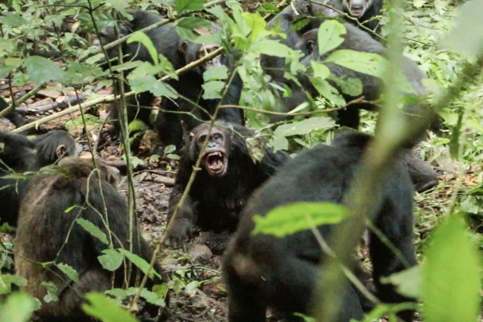 Chimpanzee group's violent rupture hints at evolutionary roots of war