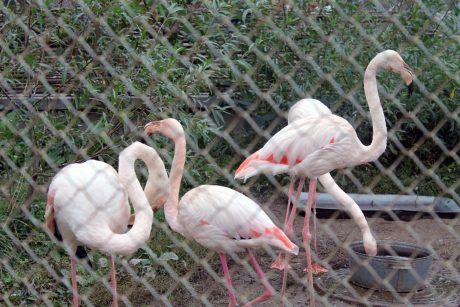 Petition: Tell Texas to Ban Private For Profit Adventure Parks That Use Exotic Animals