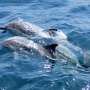 E-waste chemicals are appearing in dolphins and porpoises