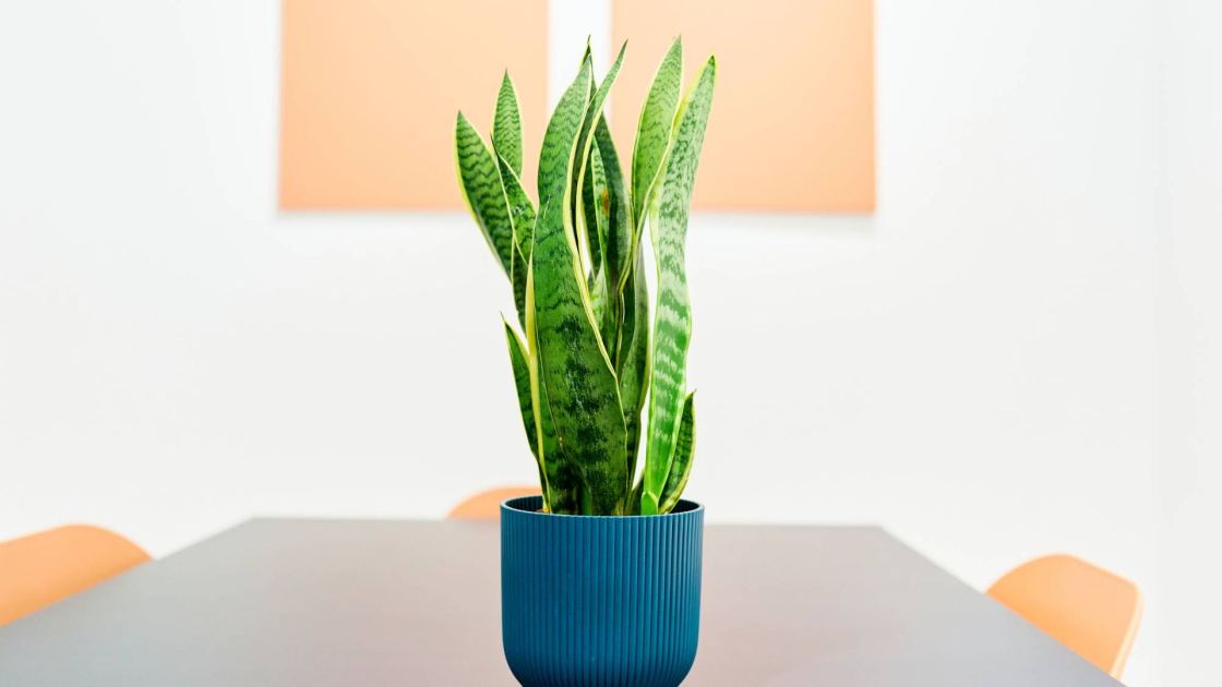  What Snake Plants Need in September – Do These 6 Things Before Cold Weather Settles In 
