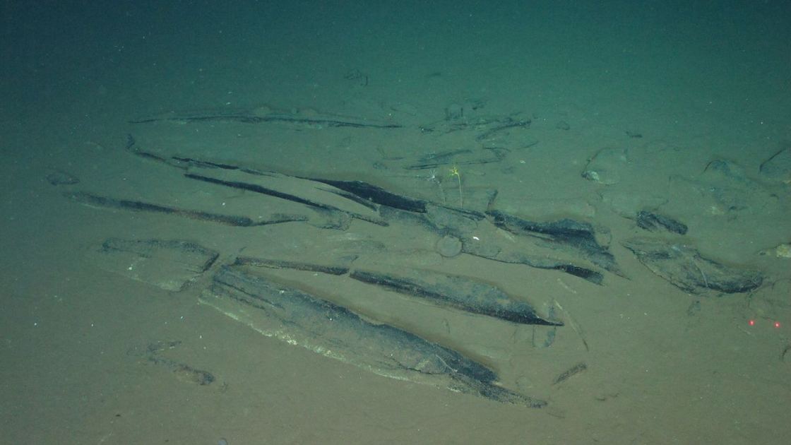  Scientists discover 5 million-year-old whale graveyard stretching for hundreds of miles in the Indian Ocean 