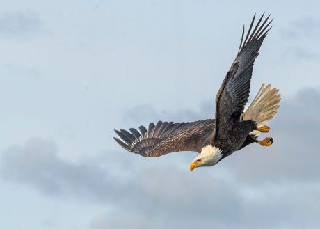 Petition: Find Who Allegedly Killed a Protected Bald Eagle