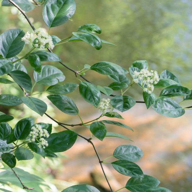  This Overlooked Hydrangea Cousin Is the Native Flowering Vine More Gardeners Should Be Growing 
