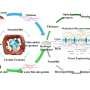 Chitosan-based hydrogel membranes as transparent biomaterials for skin regeneration