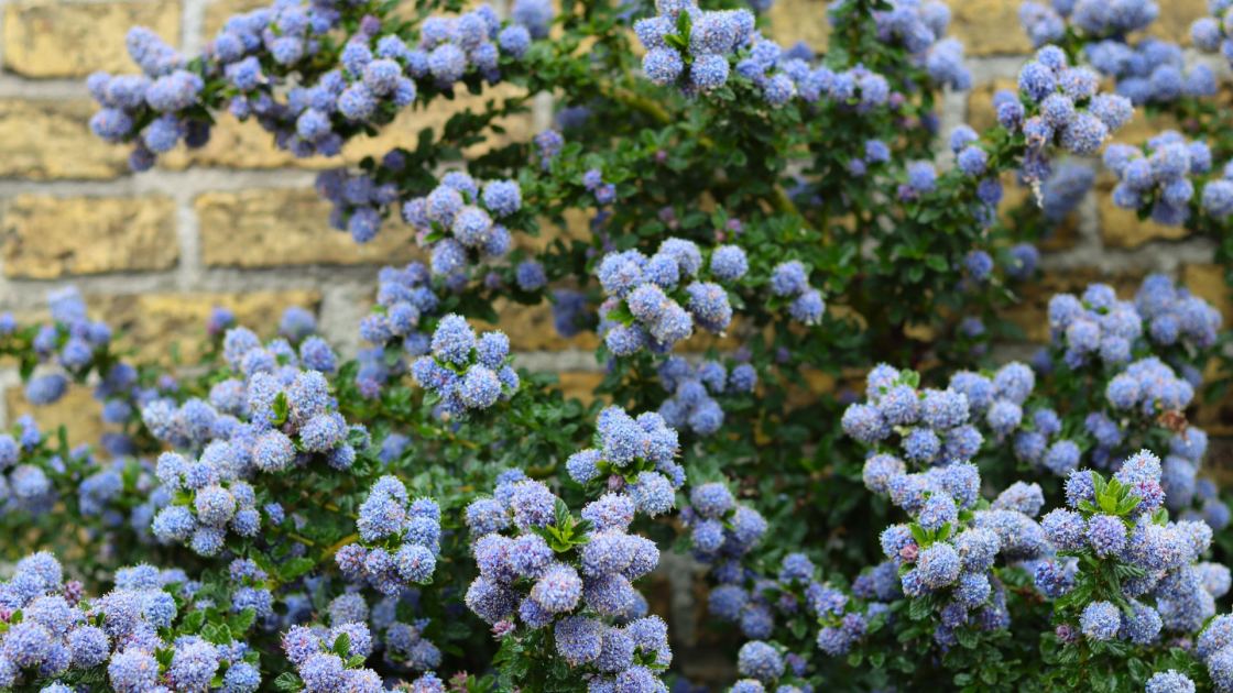  Want More Privacy Next Year? Plant These 6 Beautiful Hedges This Fall for Natural Screening From Prying Eyes 