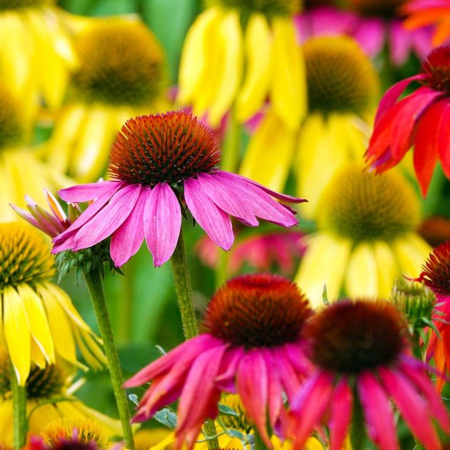  How to Grow Cheyenne Spirit Coneflower for Bold Blooms That Last All Summer 