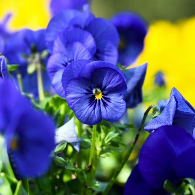 The Cheery Flower I’m Planting Now for Months of Blooms to Ward Off Winter Blues 