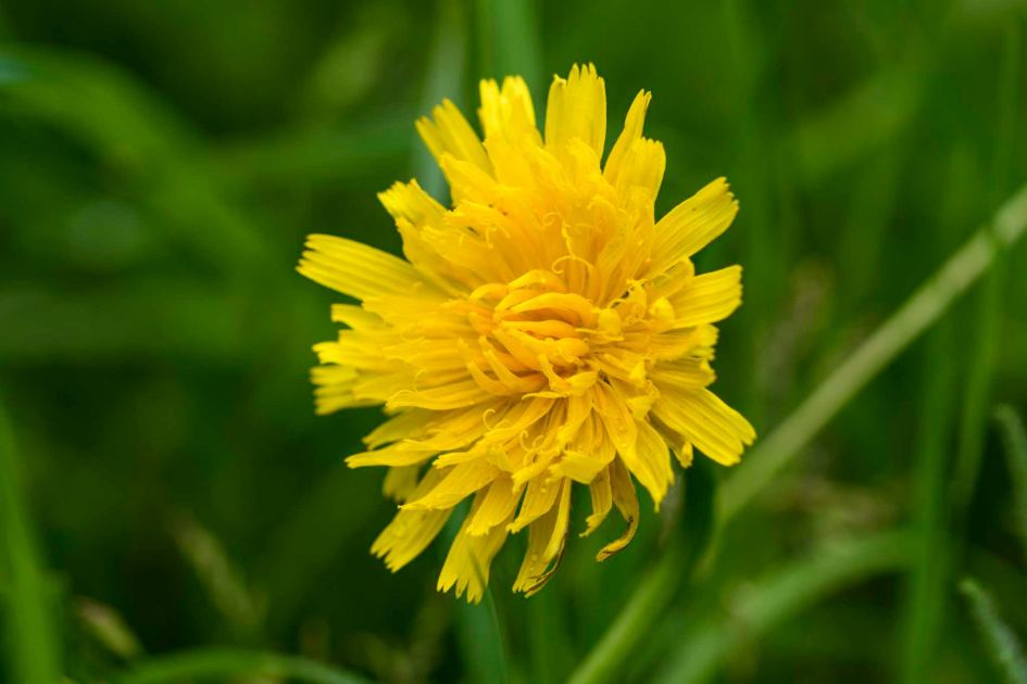 15 of the most common, hard-to-shift weeds in UK gardens (…and 8 and 9 are the absolute WORST)