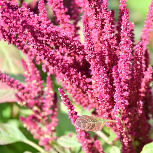  7 Super Grains That Double as Gorgeous Border Plants – These Ancient Edimentals are as Beautiful as They Are Delicious 