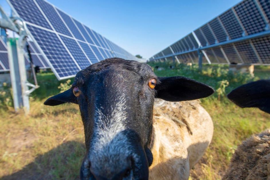 Does Canada Or America Love Agrivoltaics More?