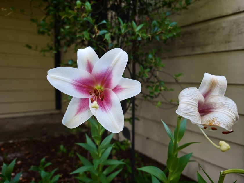 Xiaomi 17T Pro sample gallery: First photos from the upcoming phone