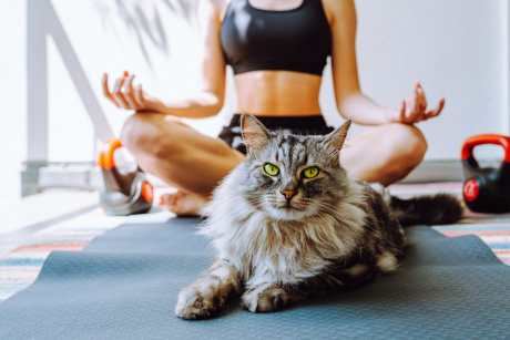Best Pilates Reformers for a Home Studio in 2026: From Budget Foldables to Studio-Grade Machines