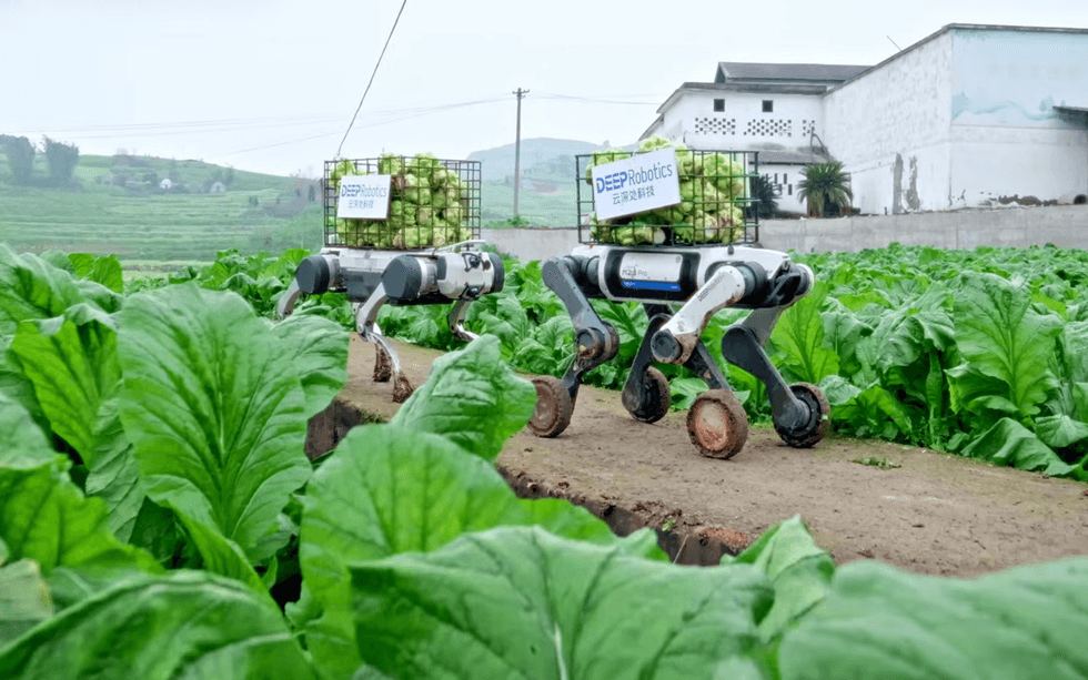 Video Friday: Robot Dogs Haul Produce From the Field
