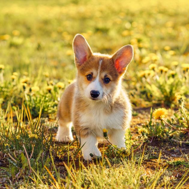  Has Your Lawn Gone to the Dogs? Experts Explain How to Fix Grass Your Dog Has Damaged 