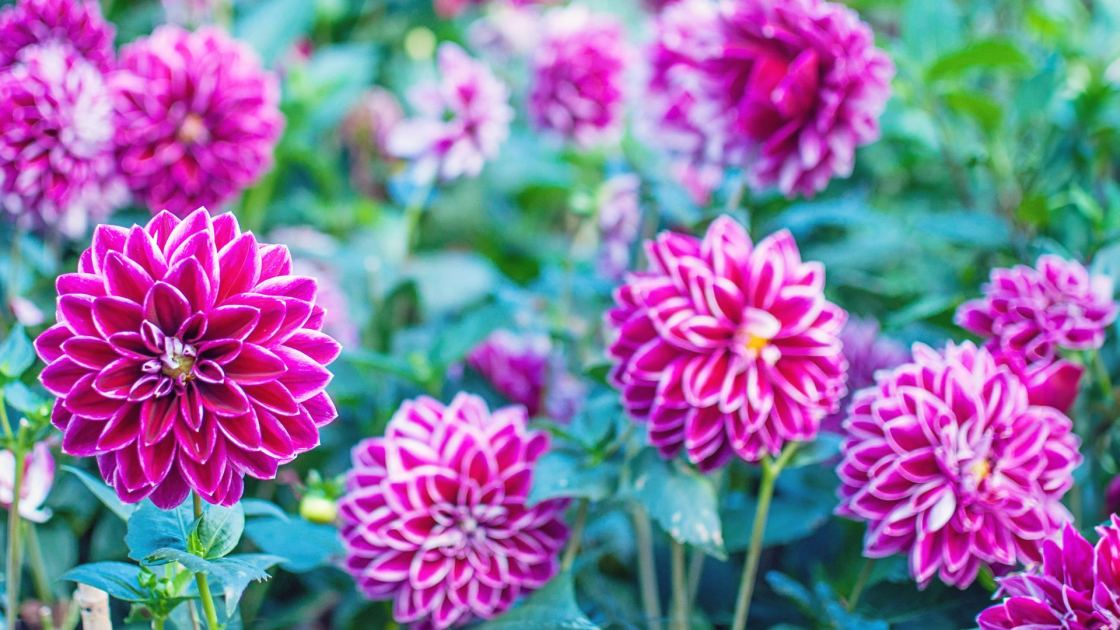  Don’t Leave These 7 Bulbs and Tubers in the Ground Over Winter – Lift Them Now Before Your Soil Freezes 