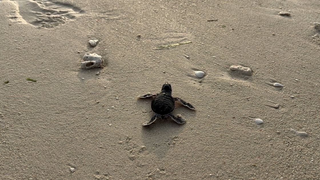 How DNA ‘fingerprinting’ is keeping Malaysia’s green turtles safe from poachers