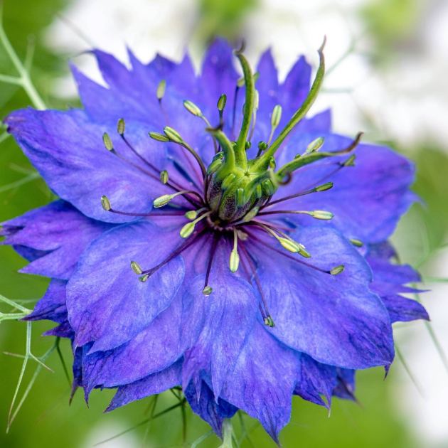  These 6 Self-Seeding Flowers Come Back Every Year Without Becoming Invasive 