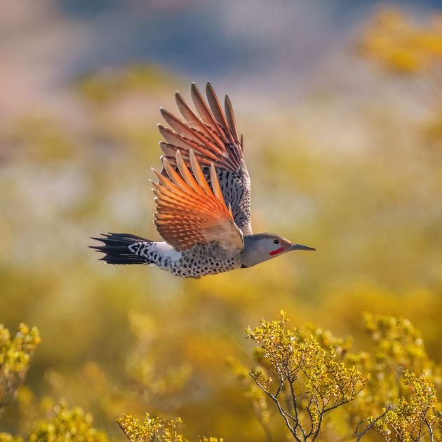  9 Common Backyard Birds of the Pacific Northwest  