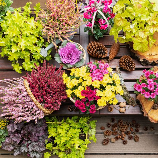  6 Fall Container Garden Ideas That Look Gorgeous Until the First Frost of Winter 