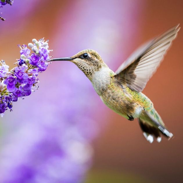  How to Attract Hummingbirds to Your Garden – and Create a Beautiful, Sustainable Landscape at the Same Time 