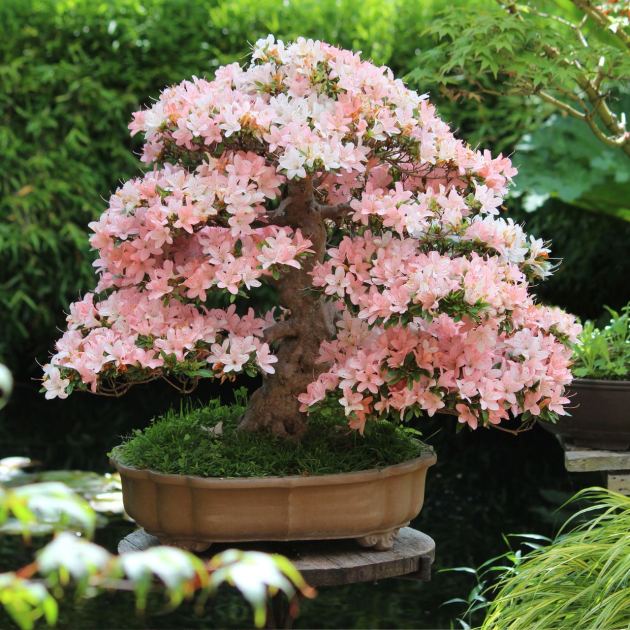  5 Stunning Flowering Bonsai Trees That Even Beginners Can Grow 