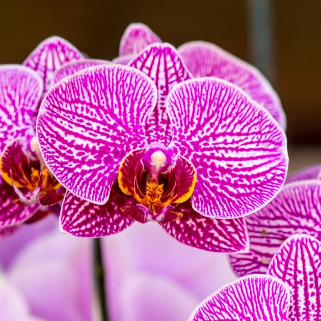  What Orchids Need in September – 6 Tasks That Decide Whether You Get Flowers This Winter 