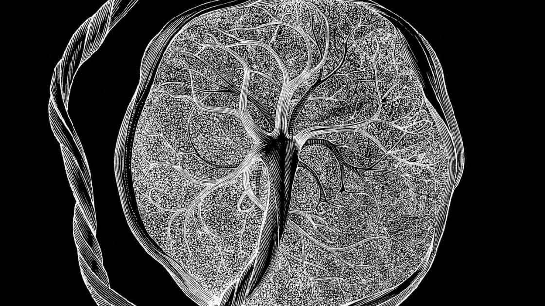  'No one knows what they are': Researchers discover new type of cell that's seen only during pregnancy 