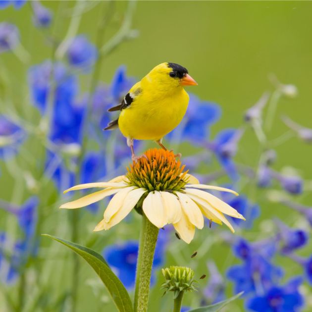  Birds Love These 2 Colors – Add Them to Your Garden Palette to Attract More Feathered Friends 