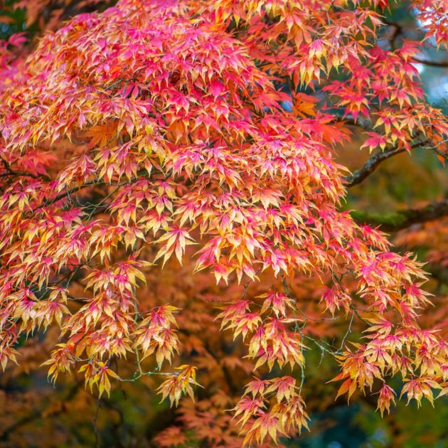  These 7 Gorgeous Small Shade Trees Create a Cooling Canopy, Vibrant Summer Color and Multi-Season Beauty 