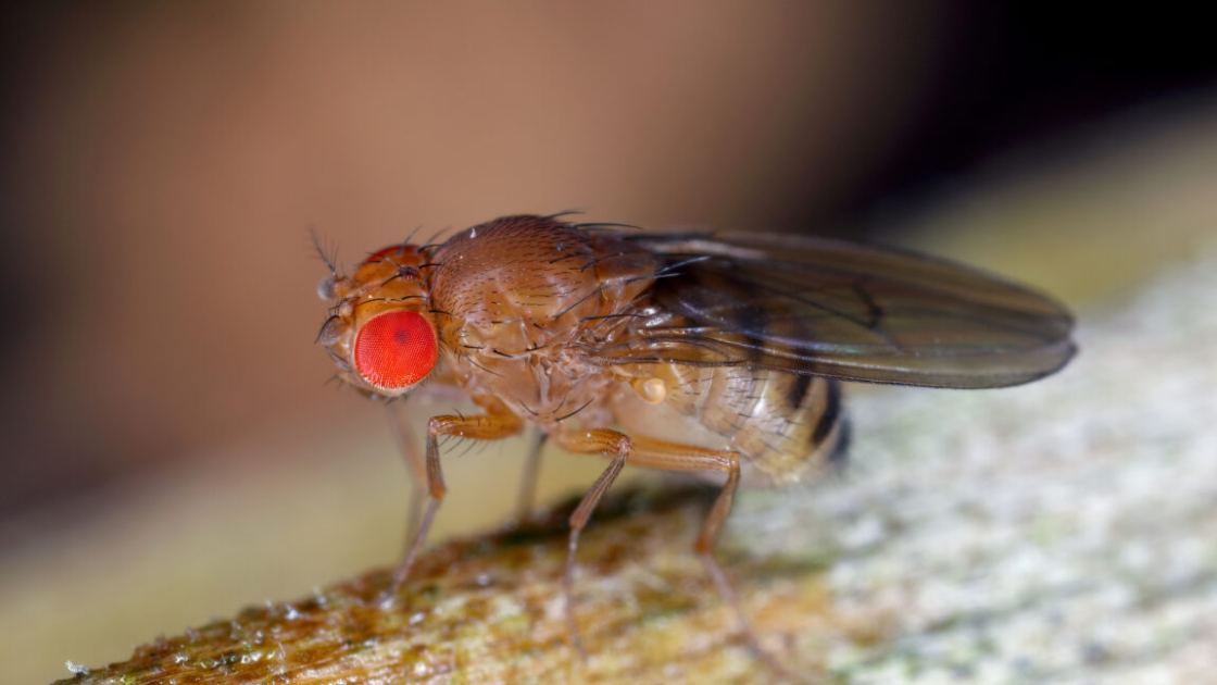 Fruit flies remember their larval diet, which influences their longevity
