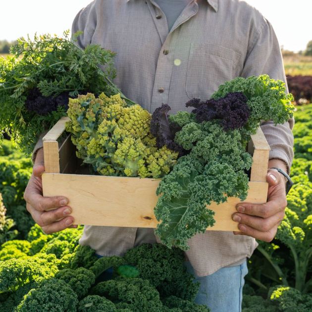  6 Vegetables to Plant in August for a Tasty Fall Bounty Before the First Frost 