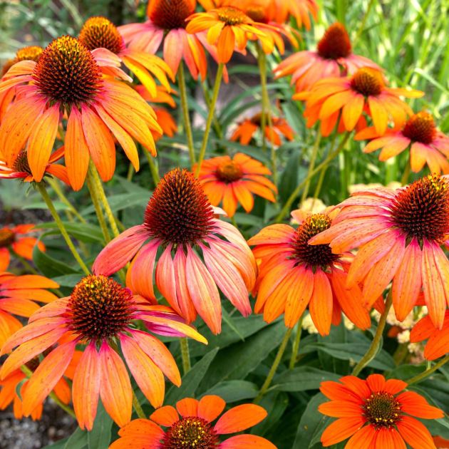  Move Over, Petunias – These 5 Container Pick-Me-Ups are Better for Revamping Your Tired Summer Pots 