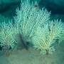 Underwater drones discover coral reefs off Benin, long presumed dead, teeming with life