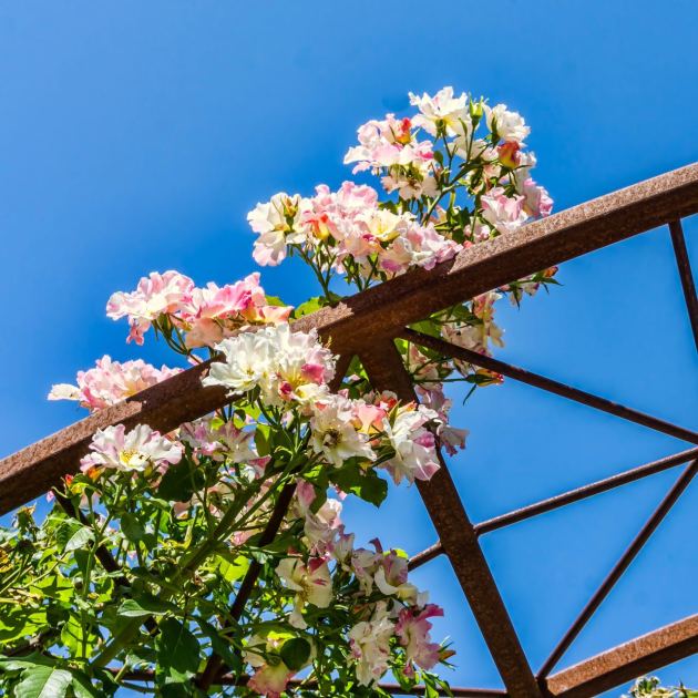  Sorry Wooden Trellis, But This Sleek Weather-Tough Alternative is Stealing the Show in Gardens This Summer 