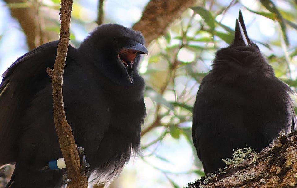 How Hawaii Is Bringing Its Legendary Crows Back From Extinction