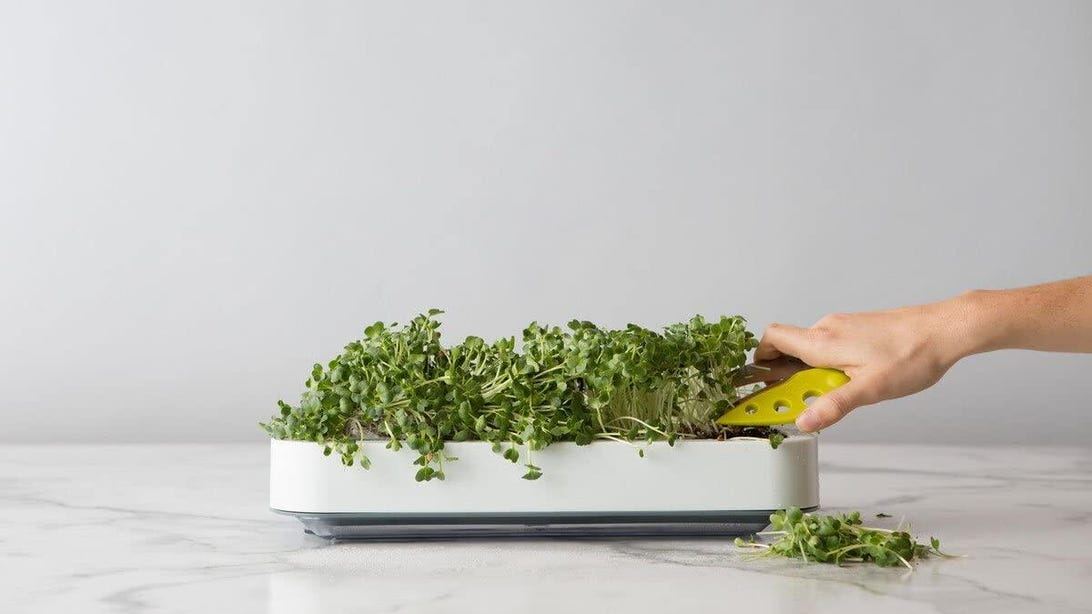 Grow Your Favorite Herbs and Greens With the Best Indoor Smart Gardens