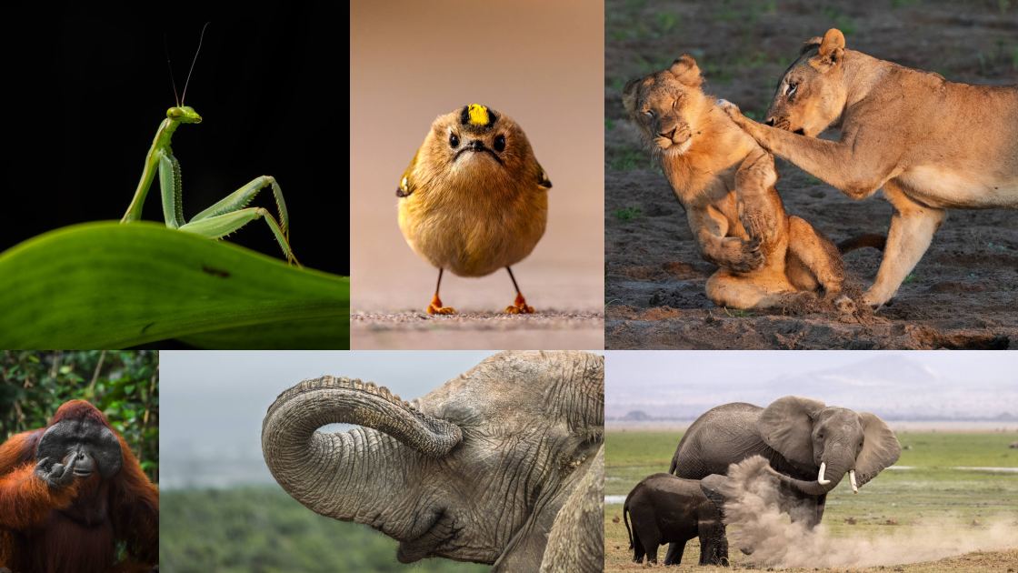 Wildlife photography’s funniest competition just hit a milestone, and the 2026 finalists are here