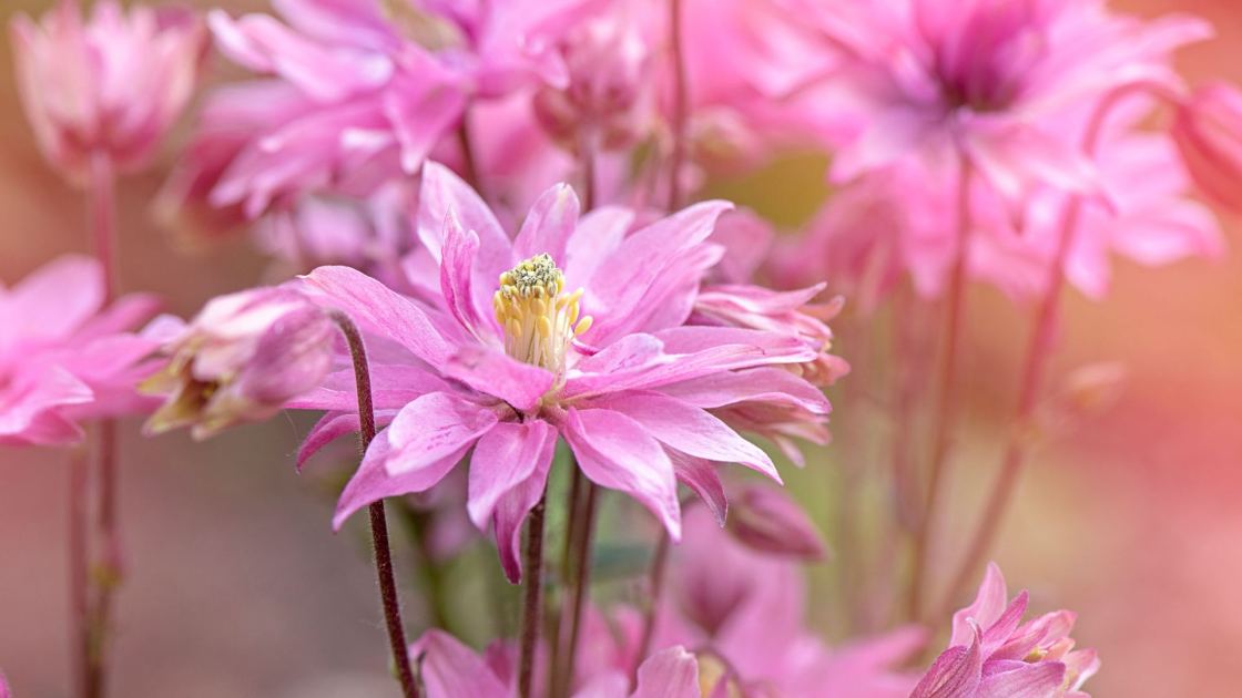  Plant These 7 Flower Seeds in November for Gorgeous Early Blooms Next Year 