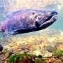 Deadly droughts and floods wipe out young California salmon en route to Pacific