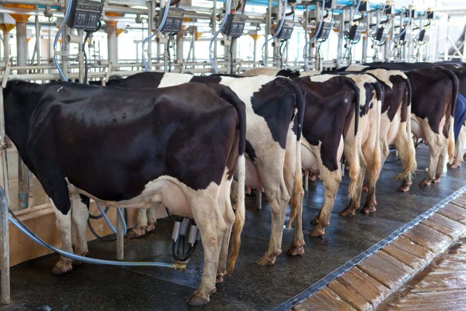 98 per cent of meat and dairy sustainability pledges are greenwashing