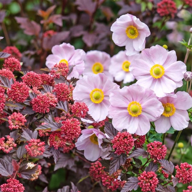  Plant Matchmaker: Combine These Two Gorgeous Perennials for a Dreamy Display That Shines Through Fall 